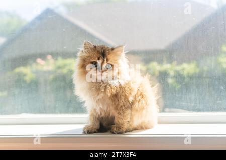 Kätzchen flauschige Katze Orange Haarige Pelz Sonnenbaden sitzend in der Fensterbank zu Hause Stockfoto
