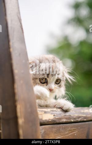 Big Eyed Baby Scottish Fold Kätzchen mit braunen Haselnussaugen draußen in der Sonne Frühlingszeit auf Holzstuhl und schauend in die Kamera schockiert Stockfoto