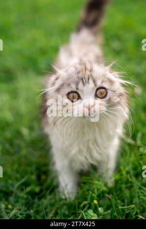 Big Eyed Baby Scottish Fold Kitten mit braunen Haselnussaugen draußen in der Sonne Frühlingszeit niedliches Baby Gesicht Stockfoto