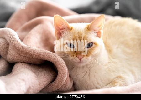 Flammpunkt Siam White Cat, kuschelig auf rosa Decke Stockfoto