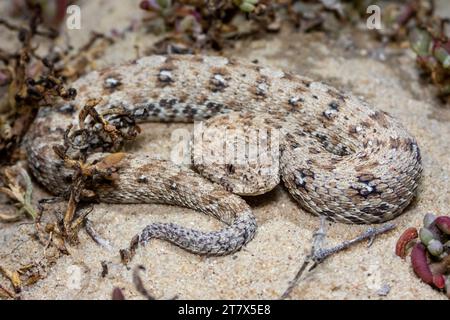 Eine Nahaufnahme von Namaqua Dwarf Adder (Bitis schneideri), einer giftigen Art aus Südafrika Stockfoto