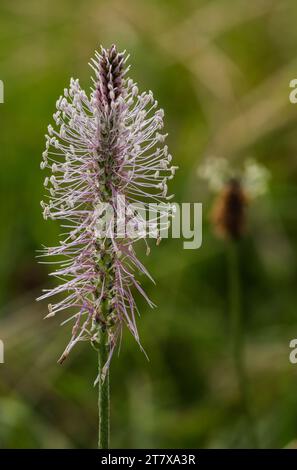 Auf den Wiesen wächst der Hoary Bantain (Plantago Media) Stockfoto