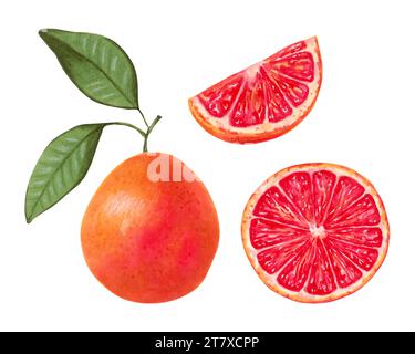 Sammlung von Grapefruit ganz mit Hälfte und Scheibe mit grünen Blättern.ökologisch freundliche Frucht.Marker Illustration in Aquarellstil. Gesunde Ernährung Stockfoto