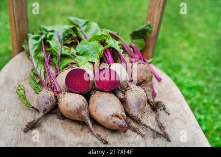 Ein Haufen Bio-Rote Bete, frisch geerntet im Garten aus nächster Nähe. Herbsternte von Gemüse, Landwirtschaft Stockfoto