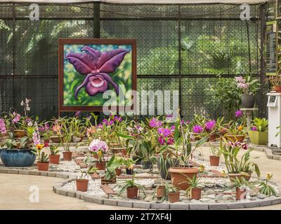 Orchideen blühen am Eingang zum Orchideenhaus in Lankester Gardens, Costa Rica. Stockfoto