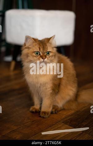 Porträt Der Scottish Straight Orange Cat Stockfoto