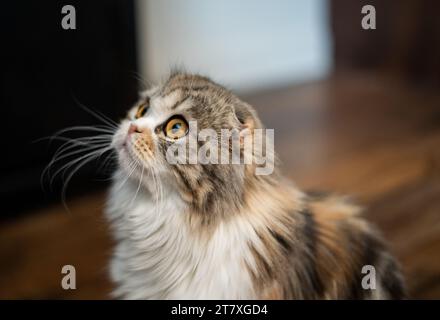 Scottish Fold Cat Exotic Feline Porträt Nahaufnahme Kopfschuss Stockfoto