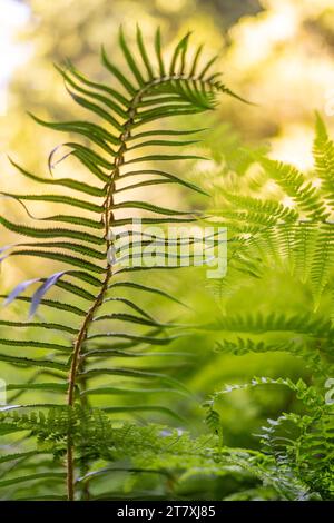 Schöne Üppige Grüne Pflanzen Stockfoto