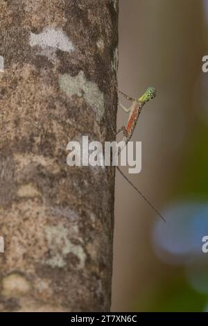 Ein fliegende Drache, Draco spp., ein Bauminsektenfresser Agamid-Eidechse im Tangkoko Batuangus Nature Reserve, Sulawesi, Indonesien, Südostasien, Asien Stockfoto