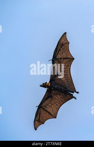 Fruchtfledermäuse (Nyctimene albiventer), in der Luft über Pulau Panaki, Raja Ampat, Indonesien, Südostasien, Asien Stockfoto