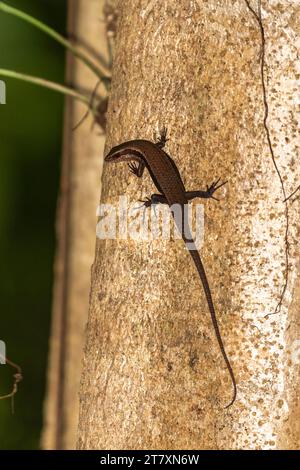 Ein ausgewachsener gewöhnlicher Sonnenspieß (Eutropis multifaciata), auf einem Baum im Tangkoko Batuangus Nature Reserve, Sulawesi, Indonesien, Südostasien, Asien Stockfoto