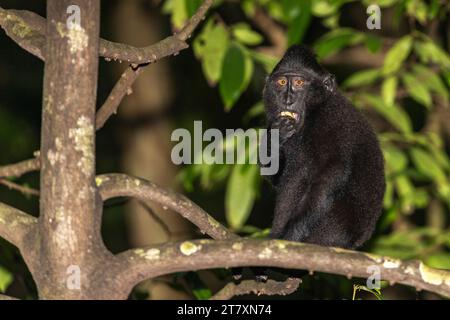 Ein erwachsener Celebes-Kamm (Macaca nigra), der im Tangkoko Batuangus Nature Reserve in Sulawesi, Indonesien, Südostasien auf der Suche ist Stockfoto