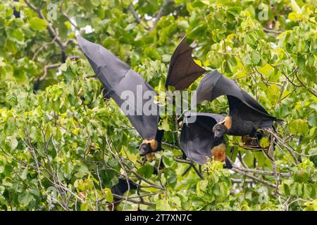 Gewöhnliche rohrnasige Fruchtfledermäuse (Nyctimene albiventer) in der Luft über Pulau Panaki, Raja Ampat, Indonesien, Südostasien, Asien Stockfoto