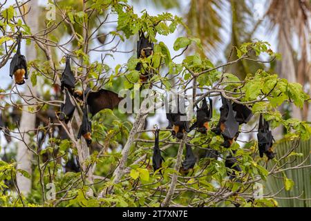 Gewöhnliche rohrnasige Obstfledermäuse (Nyctimene albiventer), die auf Pulau Panaki, Raja Ampat, Indonesien, Südostasien, Asien leben Stockfoto