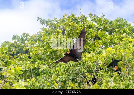 Fruchtfledermäuse (Nyctimene albiventer), in der Luft auf Pulau Panaki, Raja Ampat, Indonesien, Südostasien, Asien Stockfoto