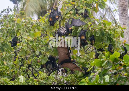 Gewöhnliche rohrnasige Obstfledermäuse (Nyctimene albiventer), die auf Pulau Panaki, Raja Ampat, Indonesien, Südostasien, Asien leben Stockfoto