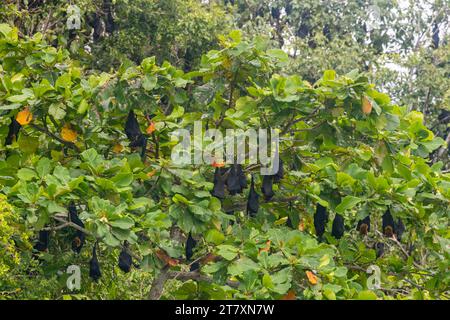 Gewöhnliche rohrnasige Obstfledermäuse (Nyctimene albiventer), die auf Pulau Panaki, Raja Ampat, Indonesien, Südostasien, Asien leben Stockfoto