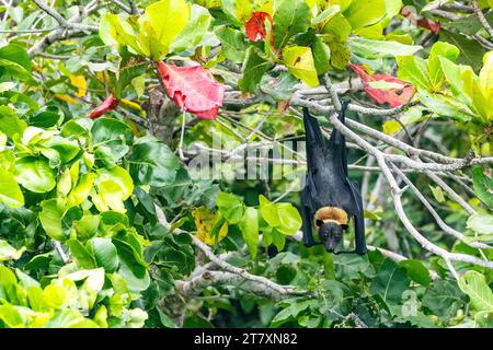 Gewöhnliche rohrnasige Obstfledermäuse (Nyctimene albiventer), die auf Pulau Panaki, Raja Ampat, Indonesien, Südostasien, Asien leben Stockfoto