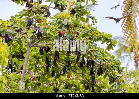 Gewöhnliche rohrnasige Obstfledermäuse (Nyctimene albiventer), die auf Pulau Panaki, Raja Ampat, Indonesien, Südostasien, Asien leben Stockfoto