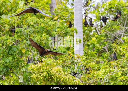 Fruchtfledermäuse (Nyctimene albiventer), in der Luft auf Pulau Panaki, Raja Ampat, Indonesien, Südostasien, Asien Stockfoto