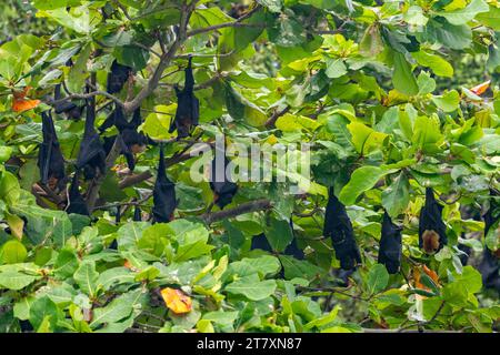 Gewöhnliche rohrnasige Obstfledermäuse (Nyctimene albiventer), die auf Pulau Panaki, Raja Ampat, Indonesien, Südostasien, Asien leben Stockfoto