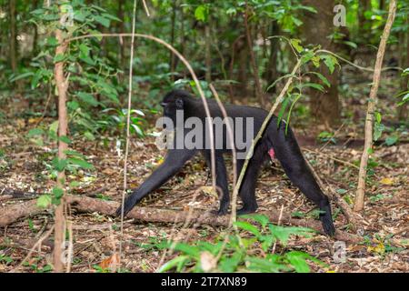 Junge Celebes-Haubenmakaken (Macaca nigra), die im Tangkoko Batuangus Nature Reserve, Sulawesi, Indonesien, Südostasien und Asien auf der Suche sind Stockfoto