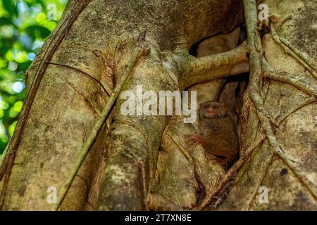 Ein erwachsener Gursky's Spectral Tarsier (Tarsius spectrumgurskyae), im Tangkoko Batuangus Nature Reserve, Sulawesi, Indonesien, Südostasien, Asien Stockfoto