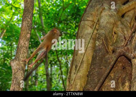 Ein Gursky's Spectral Tarsier (Tarsius spectrumgurskyae), der eine Heuschrecke im Tangkoko Batuangus Nature Reserve, Sulawesi, Indonesien, Südostasien isst Stockfoto