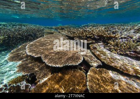 Üppiges Leben im kristallklaren Wasser in den flachen Riffen der Äquatorinseln, Raja Ampat, Indonesien, Südostasien, Asien Stockfoto