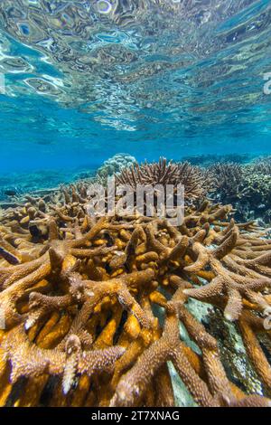 Üppiges Leben im kristallklaren Wasser in den flachen Riffen der Äquatorinseln, Raja Ampat, Indonesien, Südostasien, Asien Stockfoto