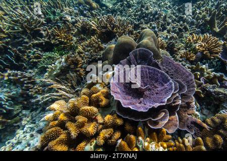 Üppiges Leben im kristallklaren Wasser in den flachen Riffen der Äquatorinseln, Raja Ampat, Indonesien, Südostasien, Asien Stockfoto