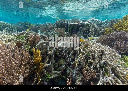 Üppiges Leben im kristallklaren Wasser in den flachen Riffen vor der Wayag Bay, Raja Ampat, Indonesien, Südostasien, Asien Stockfoto