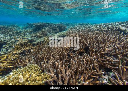 Üppiges Leben im kristallklaren Wasser in den flachen Riffen der Äquatorinseln, Raja Ampat, Indonesien, Südostasien, Asien Stockfoto