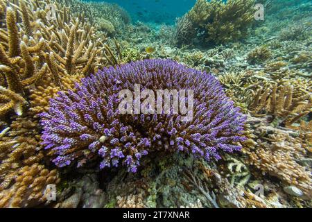 Üppiges Leben im kristallklaren Wasser in den flachen Riffen vor Sandy Beach, Manta Point, Raja Ampat, Indonesien, Südostasien, Asien Stockfoto