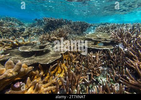 Üppiges Leben im kristallklaren Wasser in den flachen Riffen der Äquatorinseln, Raja Ampat, Indonesien, Südostasien, Asien Stockfoto