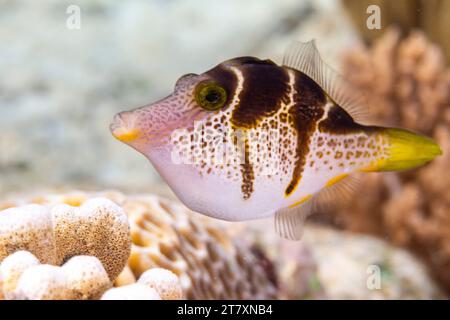 Ein ausgewachsener Mimikfischer (Paraluteres prionurus), vor Bangka Island, in der Nähe von Manado, Sulawesi, Indonesien, Südostasien, Asien Stockfoto