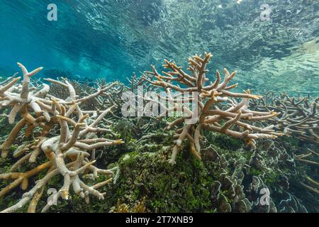 Üppiges Leben im kristallklaren Wasser in den flachen Riffen vor der Wayag Bay, Raja Ampat, Indonesien, Südostasien, Asien Stockfoto