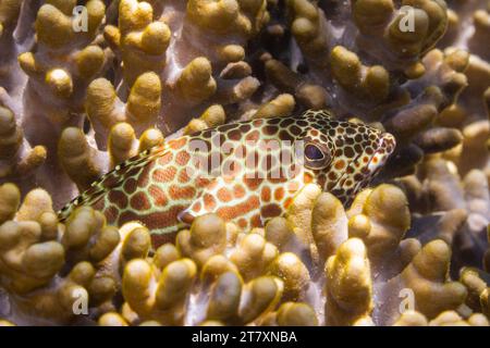 Ein ausgewachsener Wabenbarsch (Epinephelus merra), vor Bangka Island, in der Nähe von Manado, Sulawesi, Indonesien, Südostasien, Asien Stockfoto