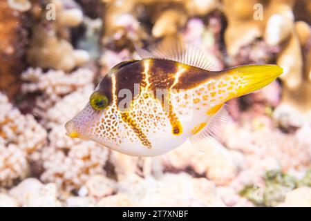 Ein ausgewachsener Mimikfischer (Paraluteres prionurus), vor Bangka Island, in der Nähe von Manado, Sulawesi, Indonesien, Südostasien, Asien Stockfoto