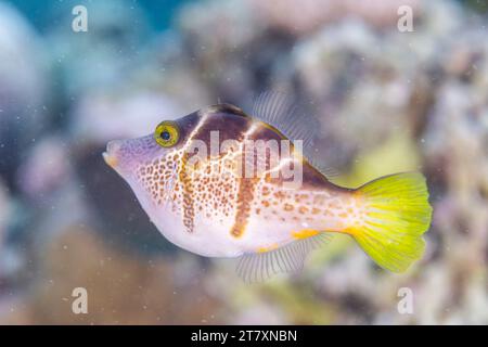 Ein ausgewachsener Mimikfischer (Paraluteres prionurus), vor Bangka Island, in der Nähe von Manado, Sulawesi, Indonesien, Südostasien, Asien Stockfoto