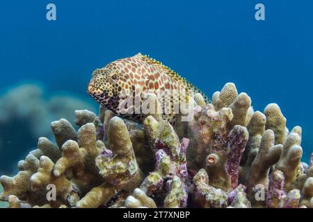 Ein ausgewachsener Wabenbarsch (Epinephelus merra), vor Bangka Island, in der Nähe von Manado, Sulawesi, Indonesien, Südostasien, Asien Stockfoto