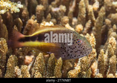 Ein ausgewachsener Krautfisch (Paracirrhites forsteri), vor Bangka Island, in der Nähe von Manado, Sulawesi, Indonesien, Südostasien, Asien Stockfoto