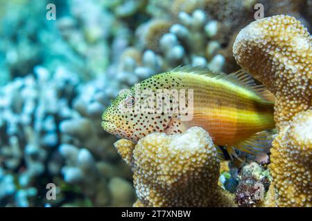 Ein ausgewachsener Krautfisch (Paracirrhites forsteri), vor Bangka Island, in der Nähe von Manado, Sulawesi, Indonesien, Südostasien, Asien Stockfoto