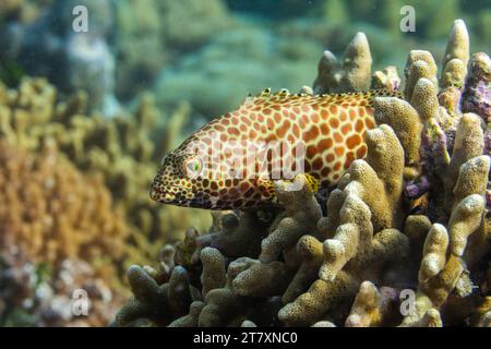 Ein ausgewachsener Wabenbarsch (Epinephelus merra), vor Bangka Island, in der Nähe von Manado, Sulawesi, Indonesien, Südostasien, Asien Stockfoto