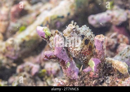 Ein erwachsener Blenny (Salarias fasciatus), vor der Insel Bangka, in der Nähe von Manado, Sulawesi, Indonesien, Südostasien, Asien Stockfoto