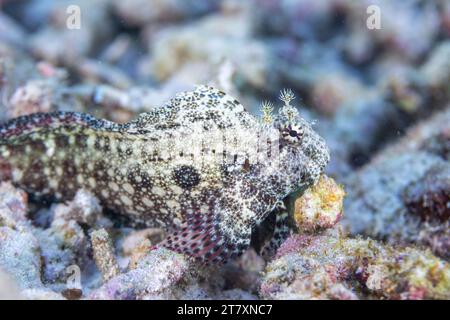 Ein erwachsener Blenny (Salarias fasciatus), vor der Insel Bangka, in der Nähe von Manado, Sulawesi, Indonesien, Südostasien, Asien Stockfoto