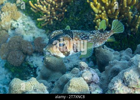 Ein ausgewachsener Schwarzer Stachelschwein (Diodon liturosus), vor Bangka Island, in der Nähe von Manado, Sulawesi, Indonesien, Südostasien, Asien Stockfoto