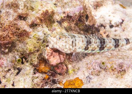 Ein ausgewachsener vielseitiger Eidechsenfisch (Synodus variegatus), vor der Insel Bangka, in der Nähe von Manado, Sulawesi, Indonesien, Südostasien, Asien Stockfoto