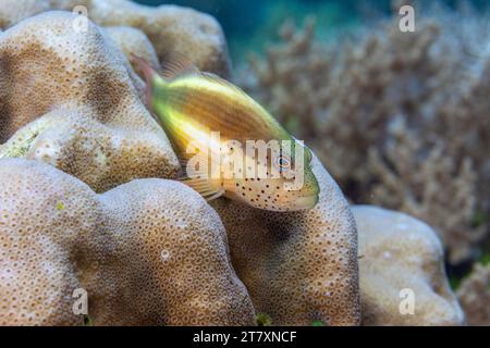 Ein ausgewachsener Krautfisch (Paracirrhites forsteri), vor Bangka Island, in der Nähe von Manado, Sulawesi, Indonesien, Südostasien, Asien Stockfoto