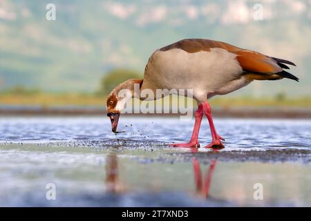 Ägyptische Gänse (Alopochen aegyptiaca) in einem Teich, Provinz KwaZulu Natal, Südafrika, Afrika Stockfoto